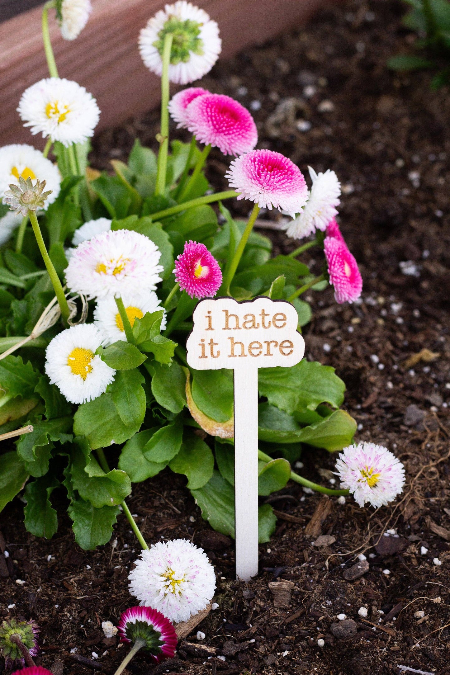 The Tortured Poets Department Plant Markers