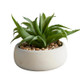 Aloe Succulent Gray Pot