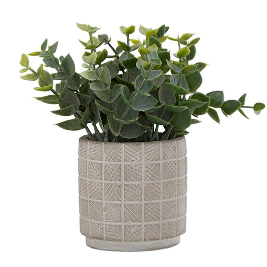 Eucalyptus in Cement Pot