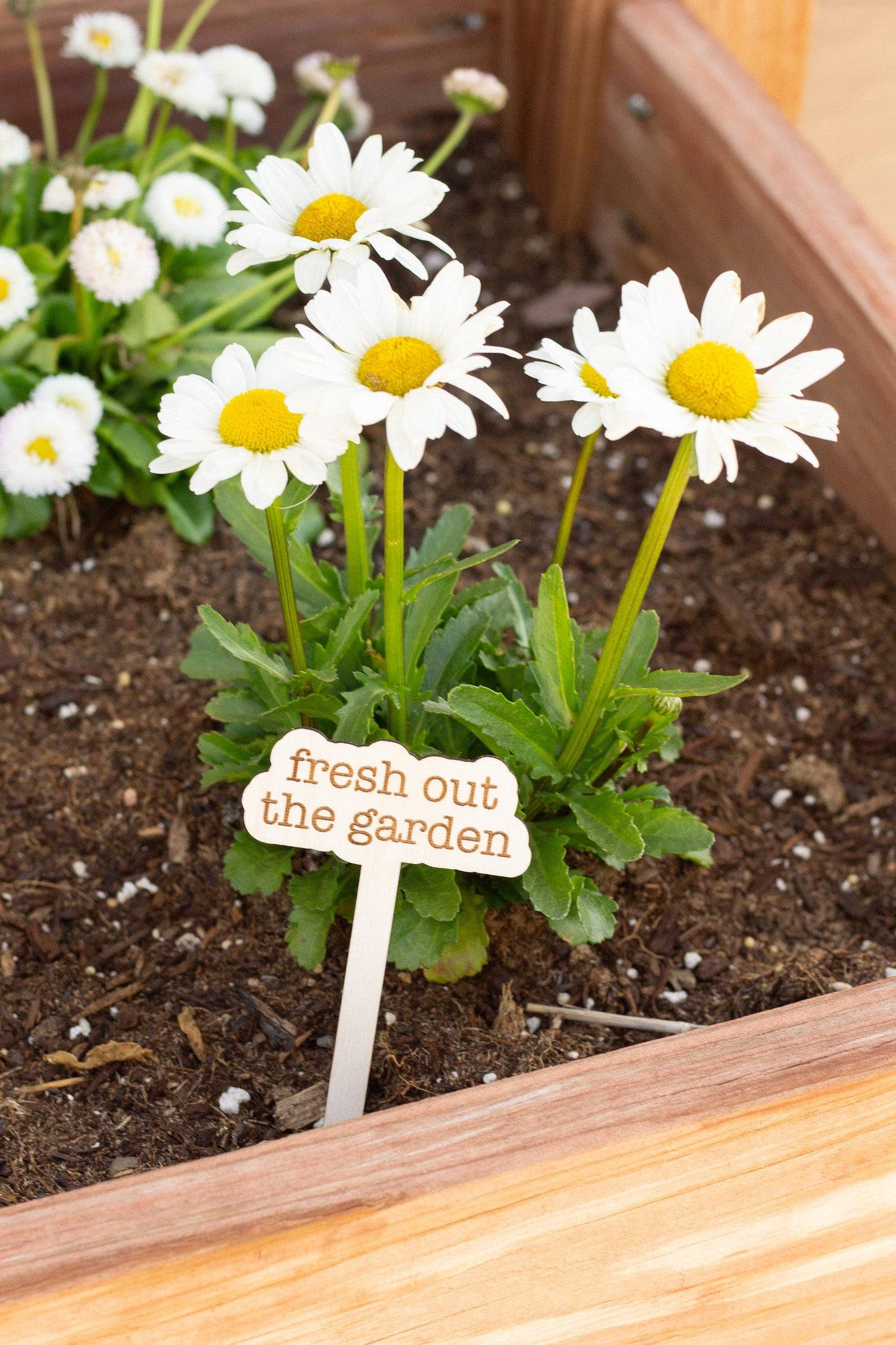 The Tortured Poets Department Plant Markers