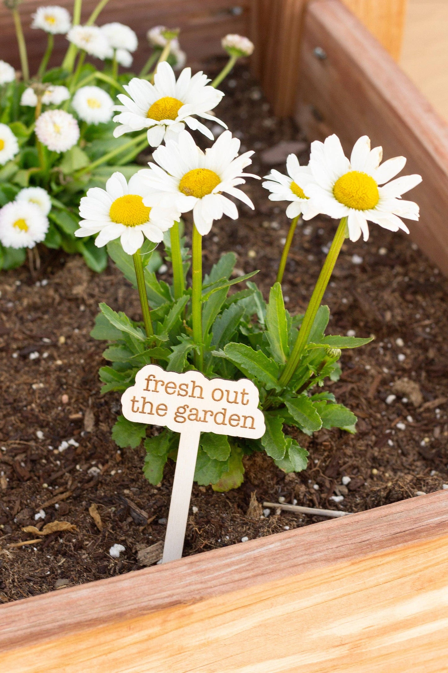 The Tortured Poets Department Plant Markers: The smallest plant who ever lived